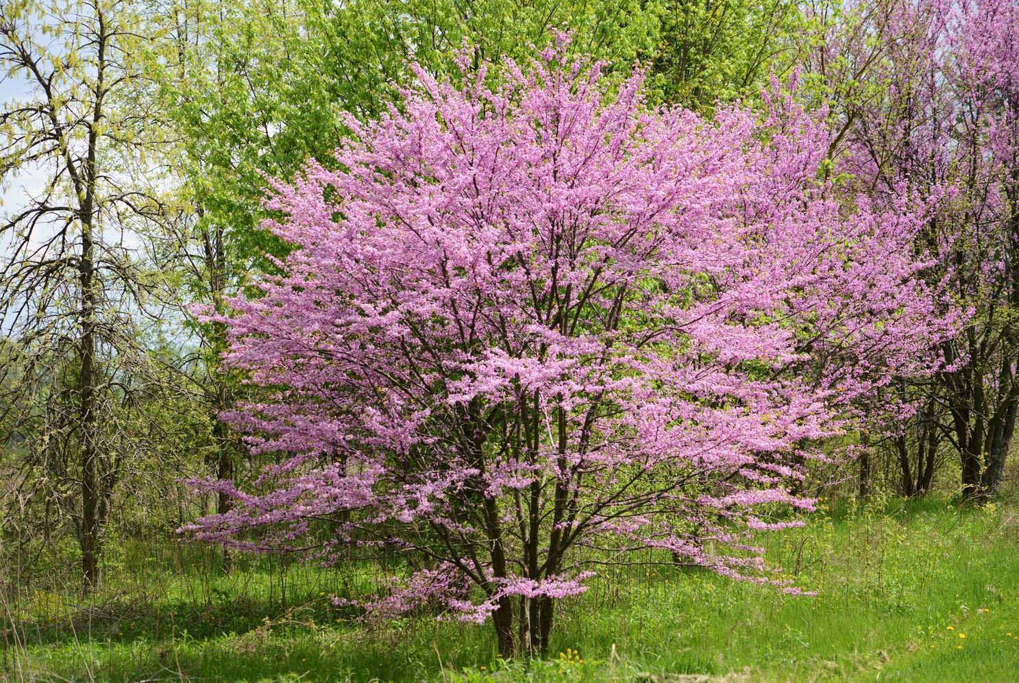 Nice Plant Tree: A Majestic And Versatile Tree With A Rich History